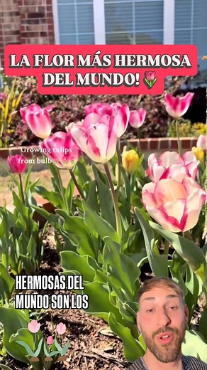 Cultivo de Tulipán : uno de las flores más hermosas del mundo! 🌷#plantas #tulipán #jardin #flor #flores #naturaleza #beauty | Planeta Jardin
