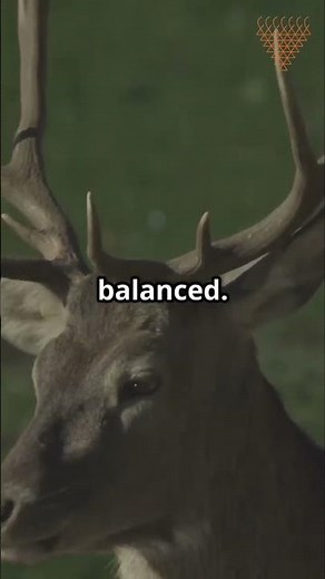 Biodiversity Explained: Why Every Species Matters