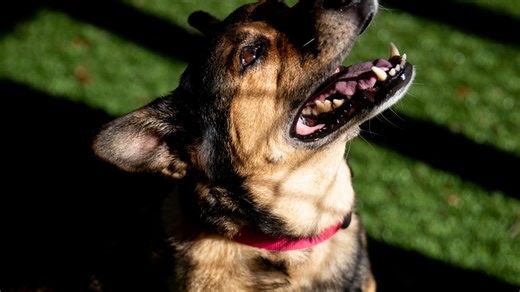 Need a new furry friend? Cat, dog adoptions temporarily free at Naples animal shelter