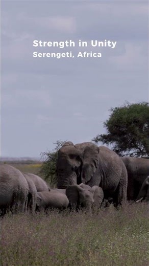 Strength in Unity | Elephants of the Serengeti | 4K ULTRA HD