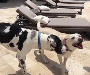 Watch How This Adorable Pup Shows His Friend The Joy of Being a Water
