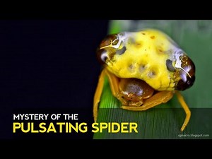 Mystery of the Pulsating Spider