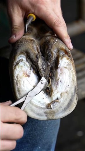 "Shocking Discovery: Worms in Cow Hooves!" #asmr #hoof