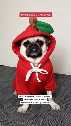 Eddie Pug & Rodney Jug on TikTok