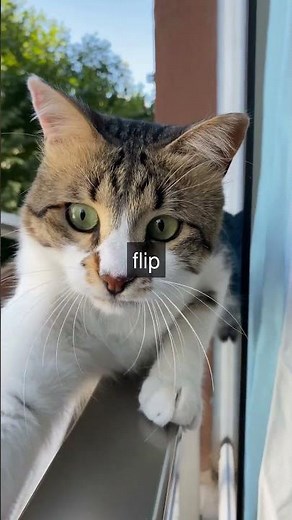 From Tiny to Towering The Worlds Smallest and Largest Cat Breeds Did you know the...