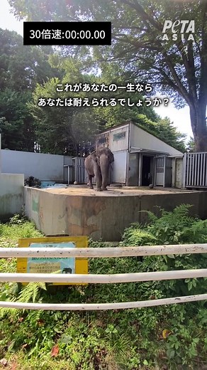宮子-動物園の象：半世紀もの孤独を過ごす哀しい現実