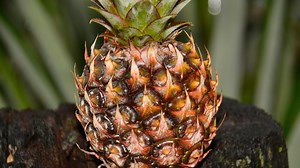 Pineapple potential written all over the sandy soil of Suriname