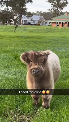 Cute Cow Lovers Club on Instagram: "Who want this cute moo? Hands Up Pls 🙌 🙌 • 🐮 Follow @cutest__cows for daily content! • • • •Tag Someone Who Like Cows 🐮 • • DM For Credit or removal • #Calf #Cattle #CowLove #FarmAnimals #CowPhotography #CowsofTheDay #CowStagram #ILoveCows #CowsofIG #CowsAreCool #HappyCows #Calves #Moo #CowLife #Farmer #ScottishHighlands #HighlandCow #Cow #Cows #CuteCows #CowsofInstagram"