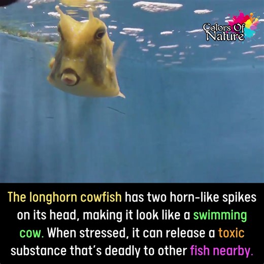 Longhorn cowfish | Colors Of Nature