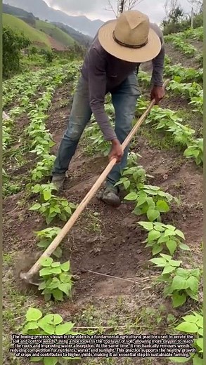Hoeing in Fields: Boosting Crop Growth and Controlling Weeds Effectively
