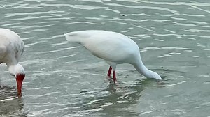 27 reactions · 16 shares | The white ibis is a common sight in...