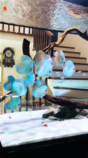 Floating blue diamond discus in the air 🔥