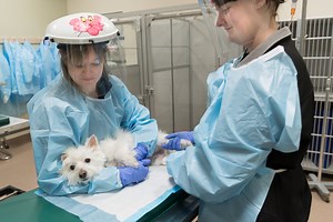 Pet Cancer Treatment Options: Chemotherapy - Flint Animal Cancer Center