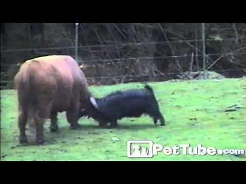 The Most Unfair Head Butting Battle EVER- PetTube