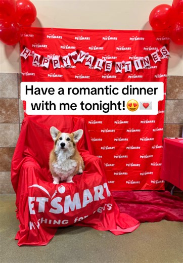 Stopped by @PetSmart for their #Valentine’s Day Pawty!💌💘 Hosting a romantic dinner with ME 😍 LIVE on my TikTok at 5pm PT/ 8pm ET tonight! Hope to see you there! #valentinesday❤️ #romance #corgi #loveday