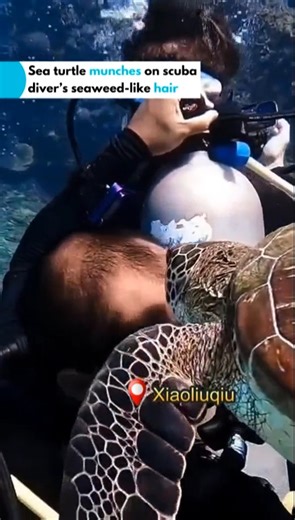 A bizarre scene from a scuba diving class was caught on camera, after a hungry sea turtle approached the instructor and a student and started munching on his scalp. The turtle bit at his head multiple times, seemingly thinking that the hair was some form of seaweed. Experts remind the public that fines for touching sea turtles can go up to NT$300,000, and up to 1 year in prison. Divers say, in those circumstances, the best thing is to wrap your arms around your chest. #turtle #diving #divers #sc