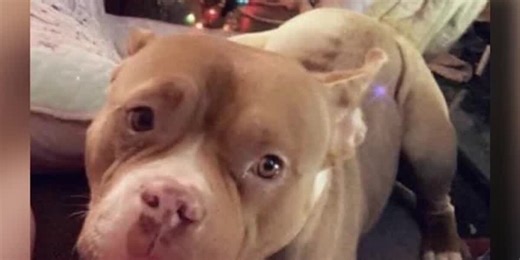 GRAPHIC: Officer fatally shoots dog that ‘aggressively charged’ at him