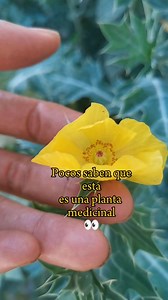 ¿Cómo se llama en tu país y para qué se usa? #cardo #chicalote Argemone Mexicana FORMAS DE USO : El látex de la planta, las hojas y raíces machacadas se aplican como cataplasma para el tratamiento de alergias, hongos, verrugas, lepra, eccema y otras afecciones de la piel El látex de la planta funciona como sedante o analgésico y es aplicado directamente con la ayuda de un algodón para aliviar dolores de muela, dolores articulares, cicatrizar heridas y eliminar todo tipo de verrugas o mezquinos T