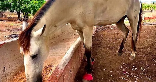 Loyal horse travels 12 miles to return to former owner months after being sold