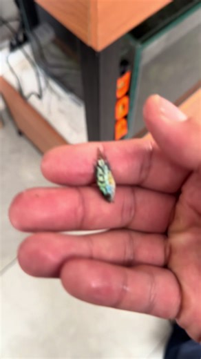 Introducimos las crías de Jack Blue Dempsey al acuario de 360 litros #acuario #jackdempsey #cria #peces #acuarioplantado