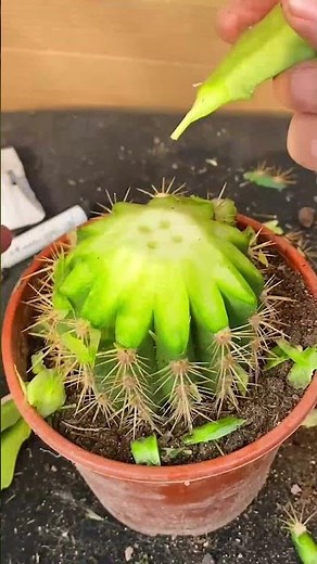 Cactus Grafting 101 🌱 How to Graft a Cactus Easily!