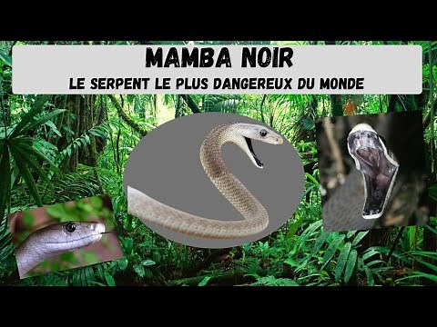 Le Mamba Noir - Le serpent le plus dangereux du Monde