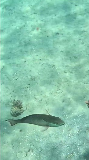 Redband Parrotfish Chases Its Bite 🐟🎯🌊