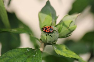 Firebugs (Pyrrhocoris Apterus): Dangerous And Toxic?