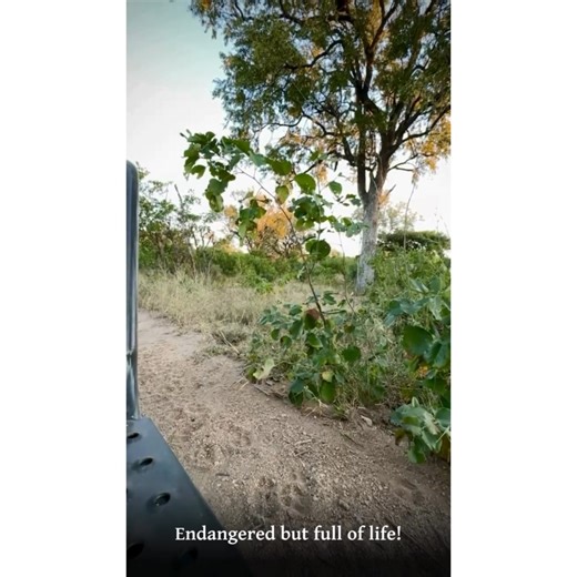 Up close and personal with one of the most successful predators in Africa! Want to know more about their sophisticated social structures and predatory prowess? Have a look here: https://www.safaribookings.com/blog/276 #SafariBookings #WildDogs #EndangeredWildlife #Wildlife #AfricanSafari | SafariBookings | Facebook