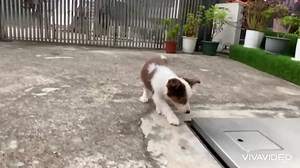 3.9K views | Border collie brown tri-color The smartest breed 0162126163 West & East Malaysia & Singapore | Kissbie PetHome | Facebook