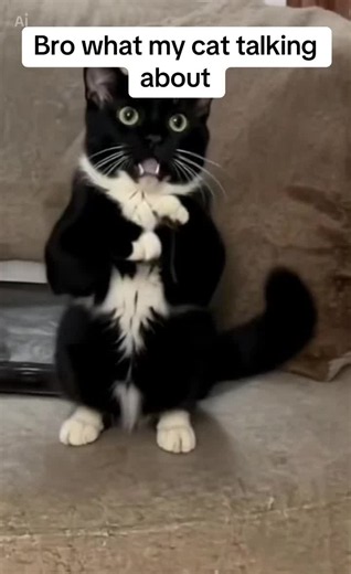 Cat's Hilarious 'Tweaking' Behavior