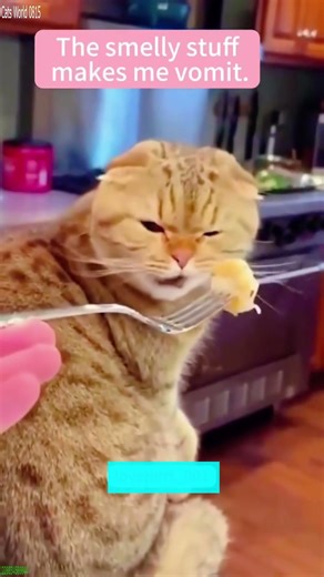 Cute Kittens 😾 Funny Cat Videos 😸 # Episode 9499