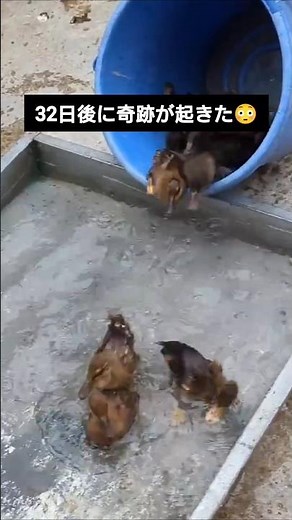 この方法…本当に成功するのでしょうか？😳🦆🥚 最後まで見届けてください！ #アヒル #卵