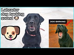 Labrador dog barking sound loud 🐶...