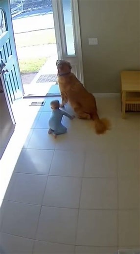 Dog Blocks Baby's Great Escape
