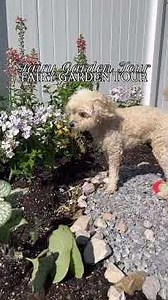 My Dog's Fairy Garden Tour 🧚🏻