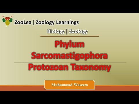 Phylum Sarcomastigophora (Protozoan Taxonomy | ZooLea | Lesson 4 | Biology (Zoology)