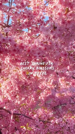 Experience Japan's Cherry Blossoms at Sakura Shrine