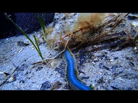 King Ragworm (grønnmark) - Alitta virens