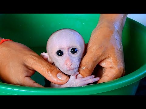 Those big, innocent eyes! This tiny baby monkey is getting a gentle and careful bath