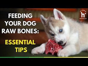 Feeding Your Dog Raw Bones: Essential Tips for Safety, Nutrition, and Dental Health