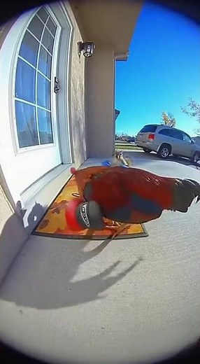 Funniest Chicken Fight Ever 🐔😂 | Hilarious Doorstep Battle Caught on Camera