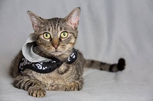 2K views · 540 reactions | Hiya! Don’t you want to pet me? Because I...