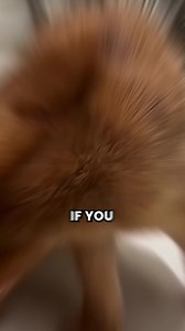 Why Do Cats Freeze When You Clip the Back of Their Neck?
