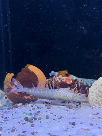 Mantis Shrimp Hunts a Prawn in Seconds 😱#viralvideo #video #viral #shorts #aquarium