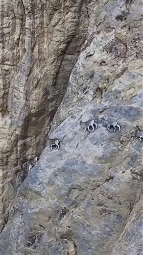 Physics says impossible — but these mountain goats’ split hooves, rubbery pads & low center of gravity turn sheer cliffs into sidewalks. 🐐⚡