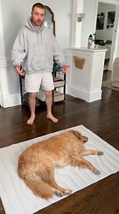 101K views · 991 reactions | Dogs can overheat a lot faster than you think! 掠This cooling mat stays 39-48℉ cooler than the environment you’re in, giving your pet a cool, comfy spot to relax on those hot days! No water, gel, electricity or refrigeration require  Chew resistant, waterproof and machine washable! https://t.site/40cKTbh | Buletboard-C | Facebook
