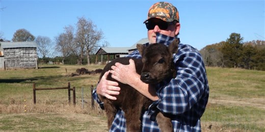 Newborn calf abandoned in dumpster gets another chance at life with forever family