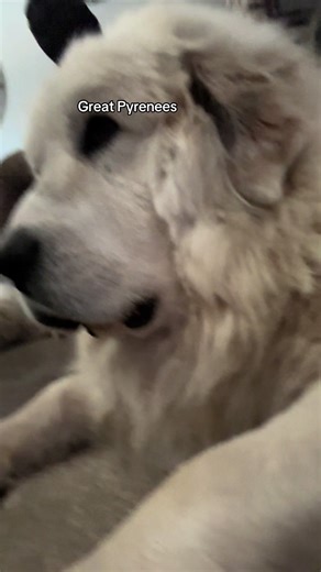 Great Pyrenees: The Ultimate Guard Dog