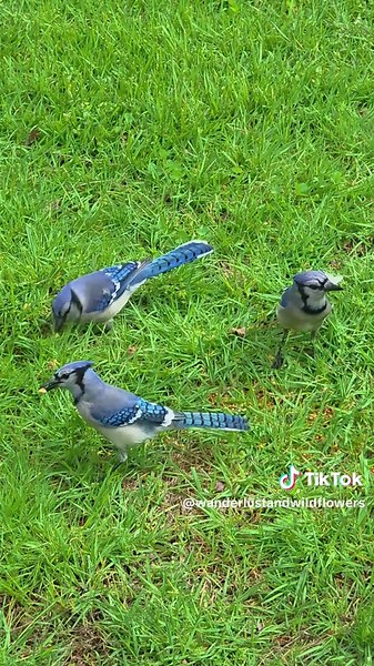 Blue Jays: Master Mimics of the Bird World